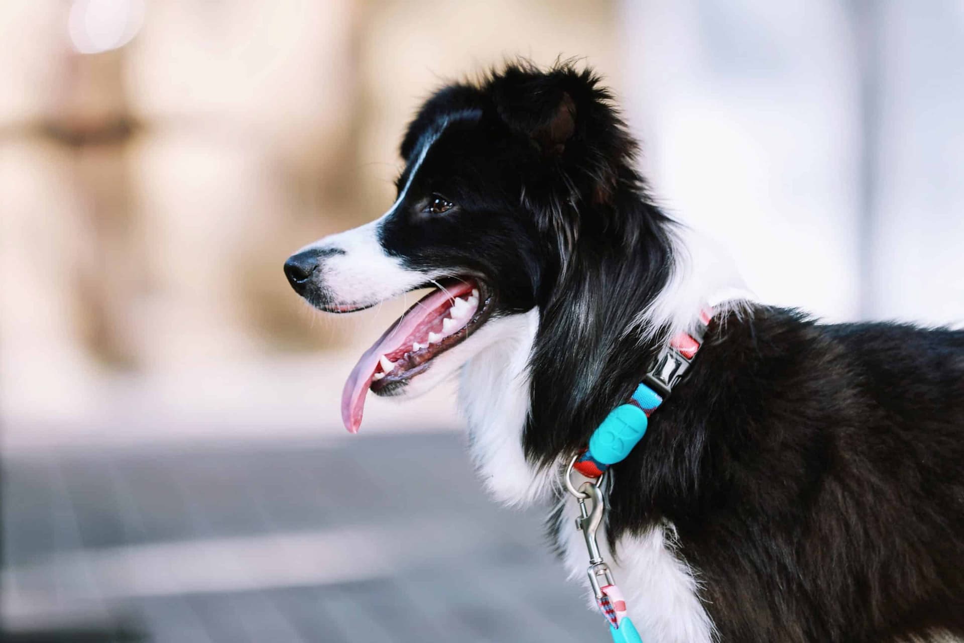 Best Dog Harness Supplier for Wholesale Buyers