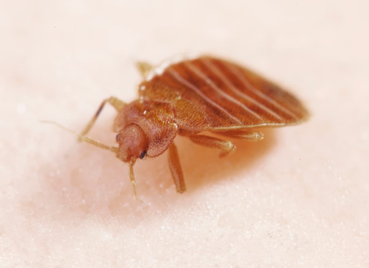 Professional Milwaukee Bed Bug Exterminators for Complete Control