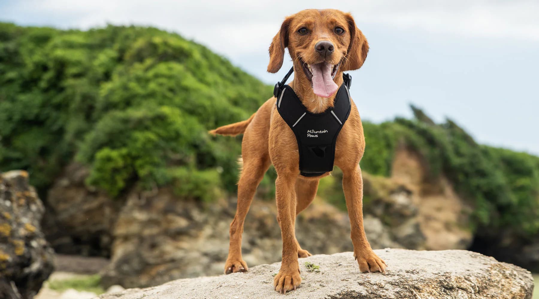 10 Best Dog Harness Supplier Worldwide OKEYPETS ensures comfort and safety