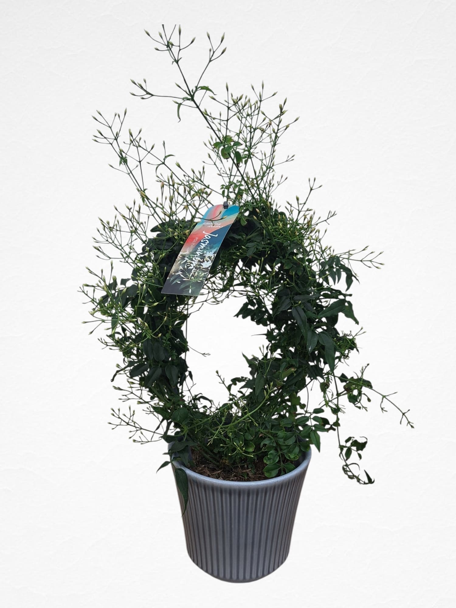 Best Florist in Edmonton for Elegant Flowers &amp; Fast Delivery