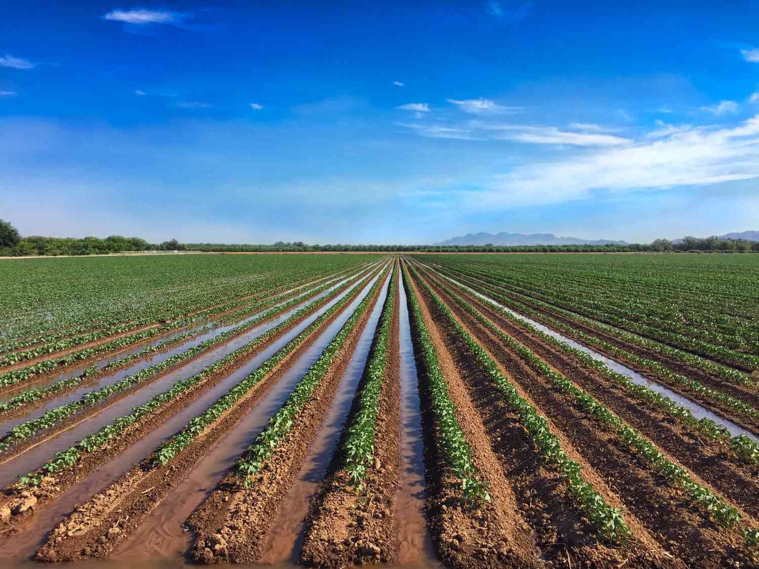 Professional Irrigation Services in White settlement, TX for Reliable Lawn Care